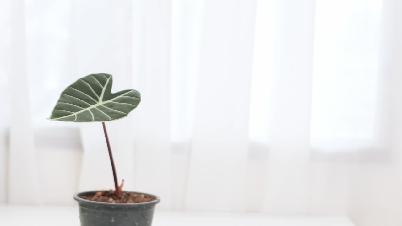 サトイモ（Colocasia esculenta）またはサトイモ科の観葉植物の詳細。興味深い模様と形をしている