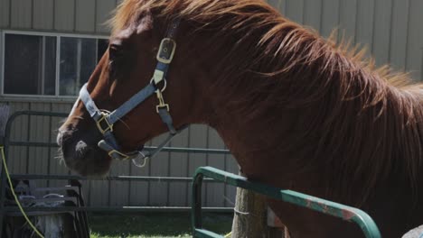 a large brown horse wanders around its enclosure while neighing