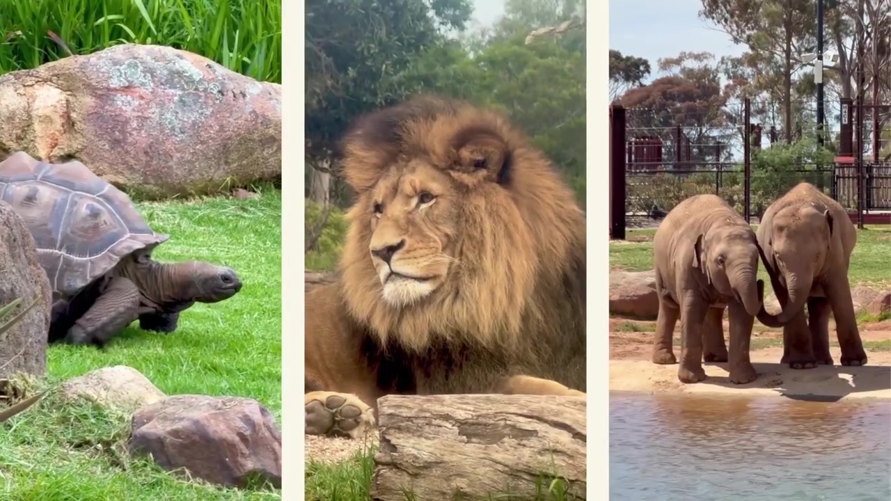 Různá divoká zvířata v prostředí zoo