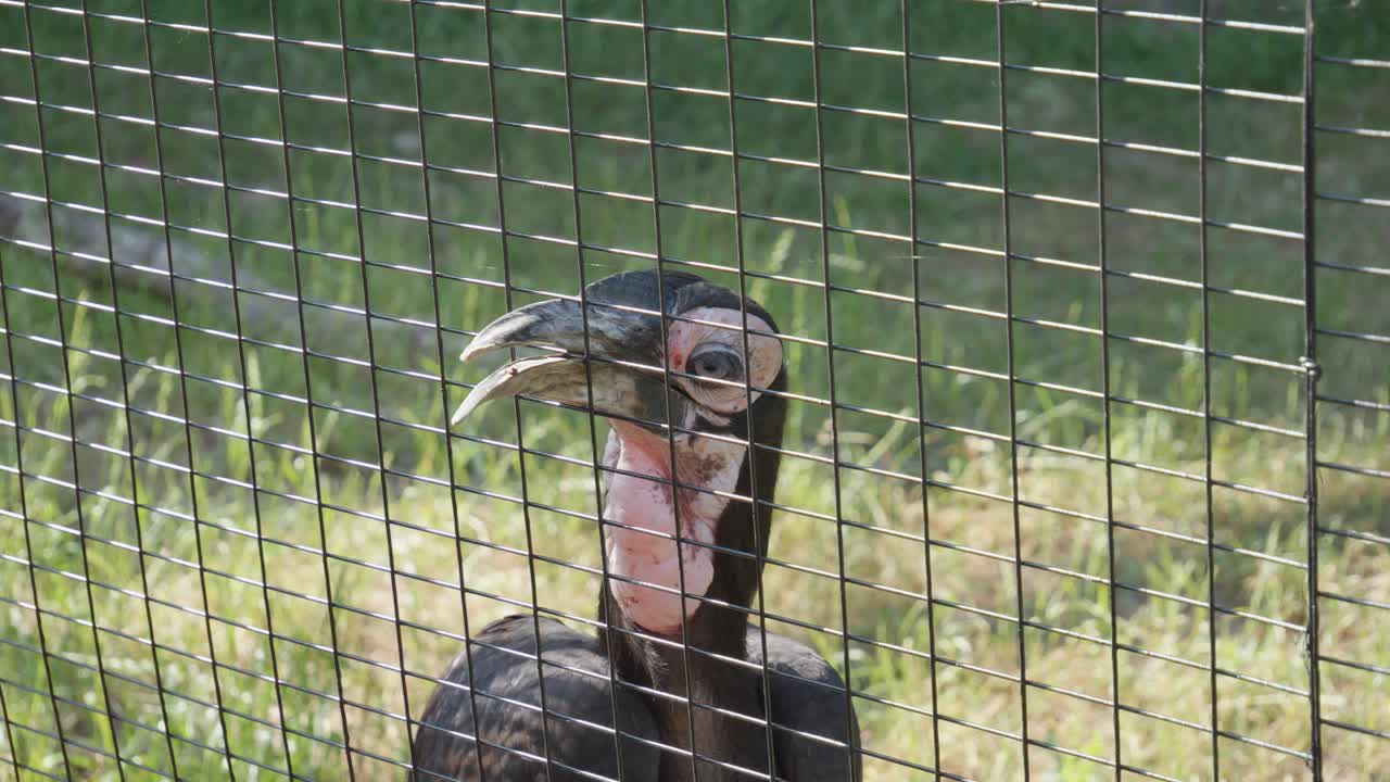 A Southern ground hornbill extends its beak through the mesh of the cage