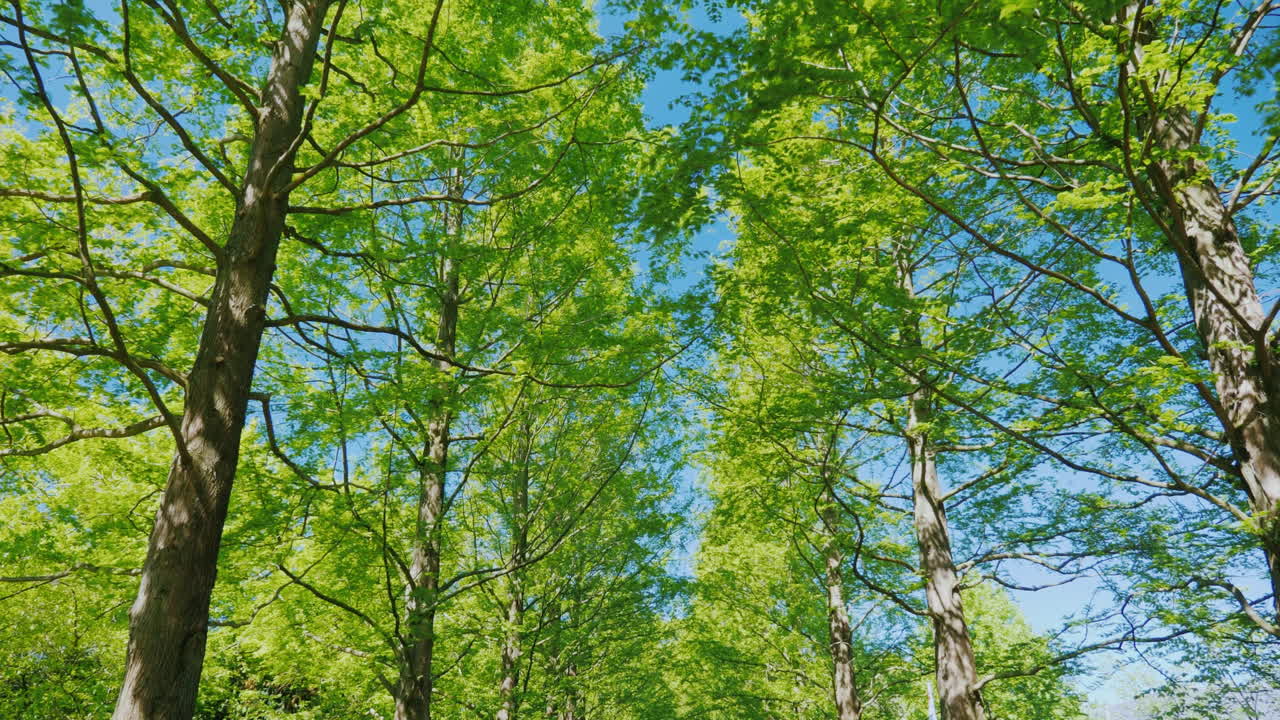 аллея высоких деревьев