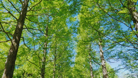 avenue of tall trees