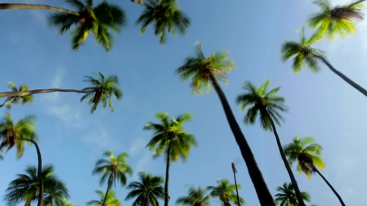 una vista de ángulo bajo de palmeras y nubes