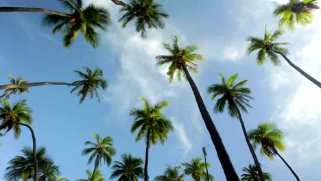 a low angle view of palm trees and clouds