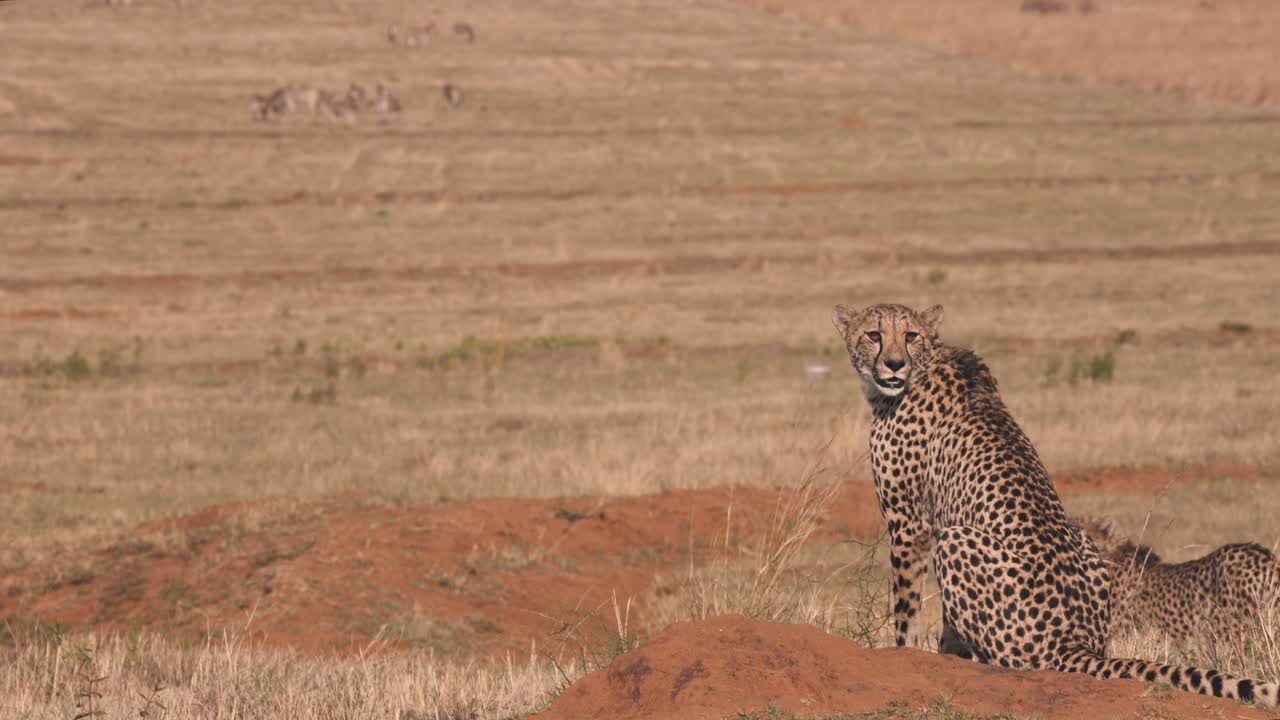 dos guepardos en la sabana africana viendo la manada de cebras en la distancia