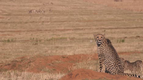 Dos-Guepardos-En-La-Sabana-Africana-Viendo-La-Manada-De-Cebras-En-La-Distancia