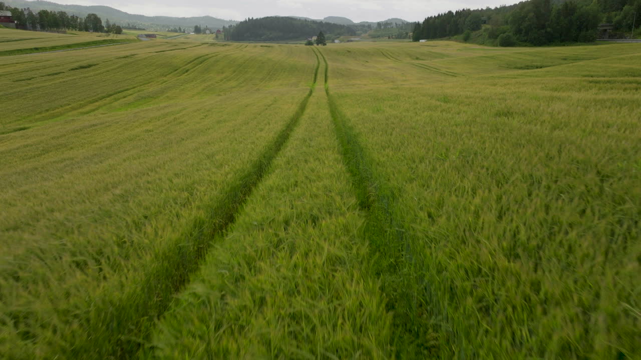 disparo de dron volando bajo sobre campo de trigo en