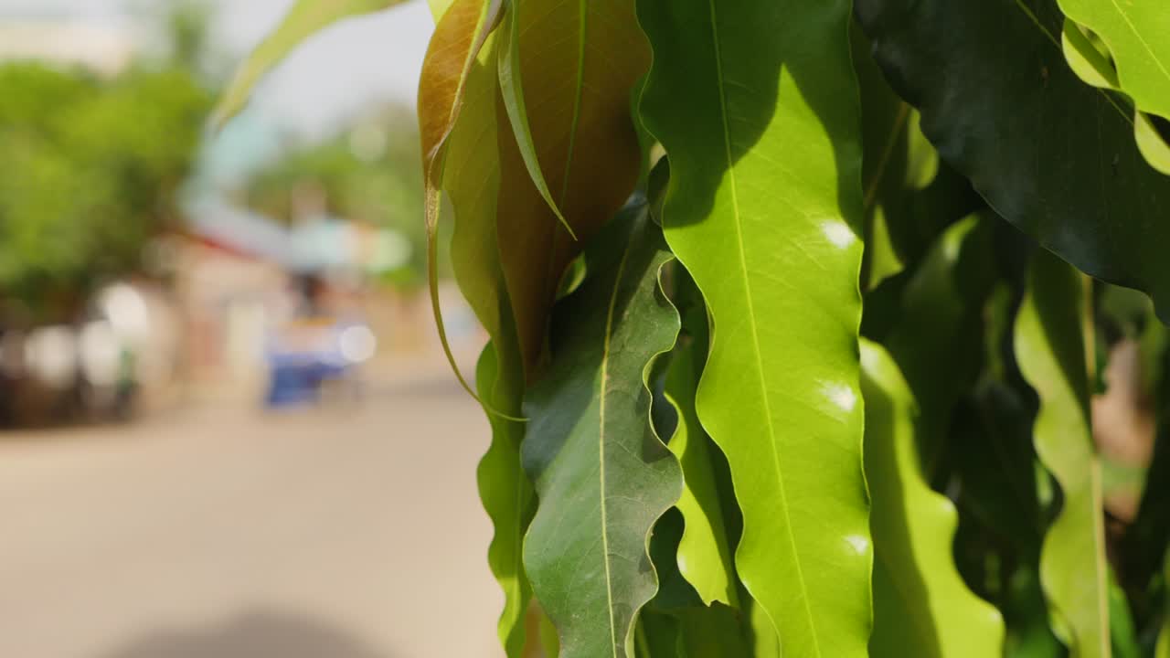 Green Plant Leaves In Shiny Sunlight With Shallow Depth Of Field. Dolly Forwards