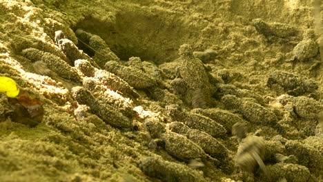 close-up of hawksbill turtle hatchlings as they start to head toward the exit of the nest