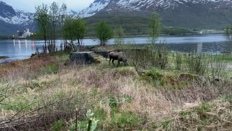 Elk,-moose,-grazing-beside-the-Fjord-during-spring-time-in-Northern-Scandinavia,-Norway