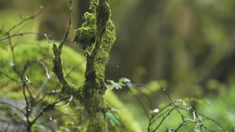 a close-up shot of the moss-covered dead tree branches