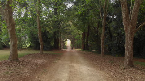 Camino-De-Tierra-Recto-Que-Conduce-A-Través-Del-Bosque-Verde,-Empuje