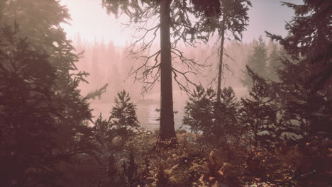 View-in-to-tall-pine-trees-on-a-summers-day