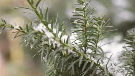 Rack-focus-of-ice-and-snow-on-the-branches-of-a-blue-spruce-tree