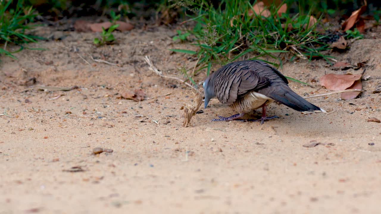 A zebra dove walks along a sandy path in Rama9 Park, Bangkok. Natural lighting highlights its detailed plumage and serene environment