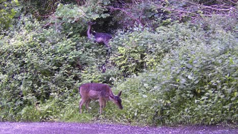 joven ciervo rojo irlandés pastando en la vegetación forestal