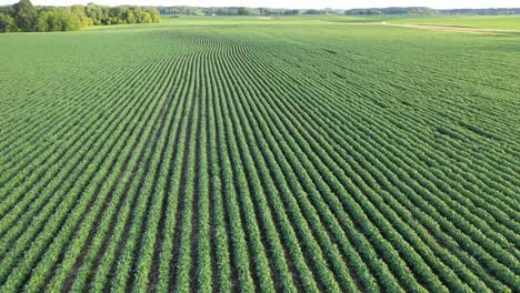 soybean field aerial view