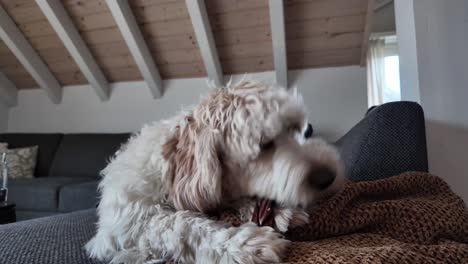 A-white-fluffy-dog-happily-chews-on-a-brown-toy-while-lounging-on-a-cozy-couch-with-a-soft-blanket,-pure-canine-joy