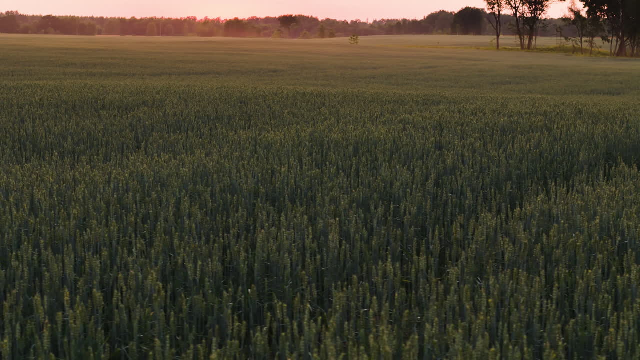 Rural Scene Of A Green Barley Grows Over Fields At Sunset. Aerial Drone Shot