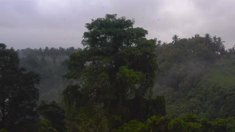 drone flying towards big tree where flock of birds flies around in misty rainforest