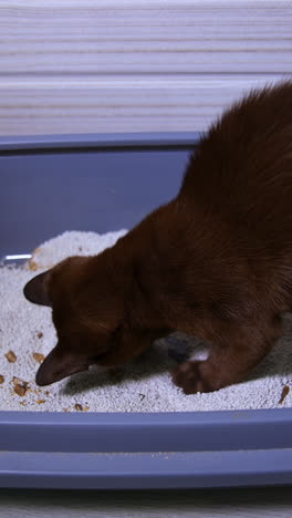 kitten digs curiously plays in tray with sand. cute brown cat at home. pedigree domestic animals. video from the side. vertical video