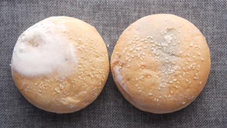 panes de hamburguesa con moho