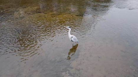 Graureiher,-Der-Im-Seichten-Teichwasser-Im-Seoul-Yanjae-Stream-Jagt