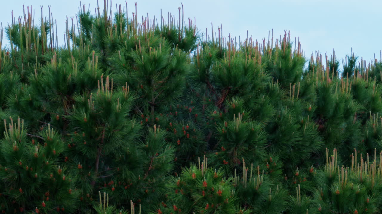 View of pine tees moving in the wind while raining