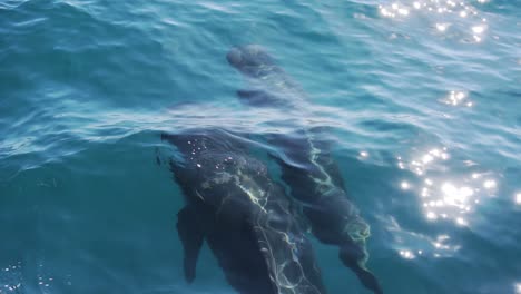 Dos-Ballenas-Piloto-Respiran-Muy-Cerca-Tiro-Lento