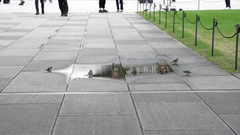 Tiny-sparrow-birds-are-sipping-water-from-a-pool-on-the-concrete-surface-at-Marunouchi-Square,-adjacent-to-Tokyo-Station-in-Japan