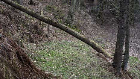 Static-shot-of-a-fallen-tree-covering-a-pathway-within-a-pine-forest