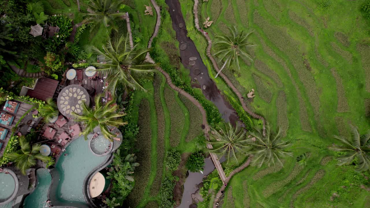 Alas Harum, ripresa aerea dall'alto ad angolo basso su campi di riso terrazzati verdi e fiume tortuoso, Ubud, Bali