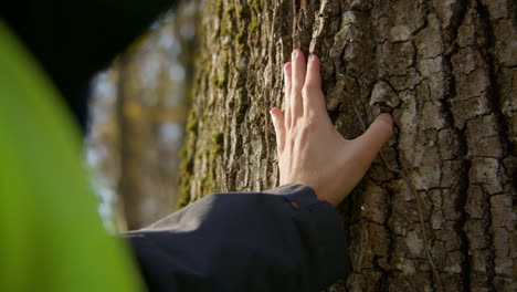 closeup shot of hands touching the tree trunk to feel the texture of its surface, handheld closeup