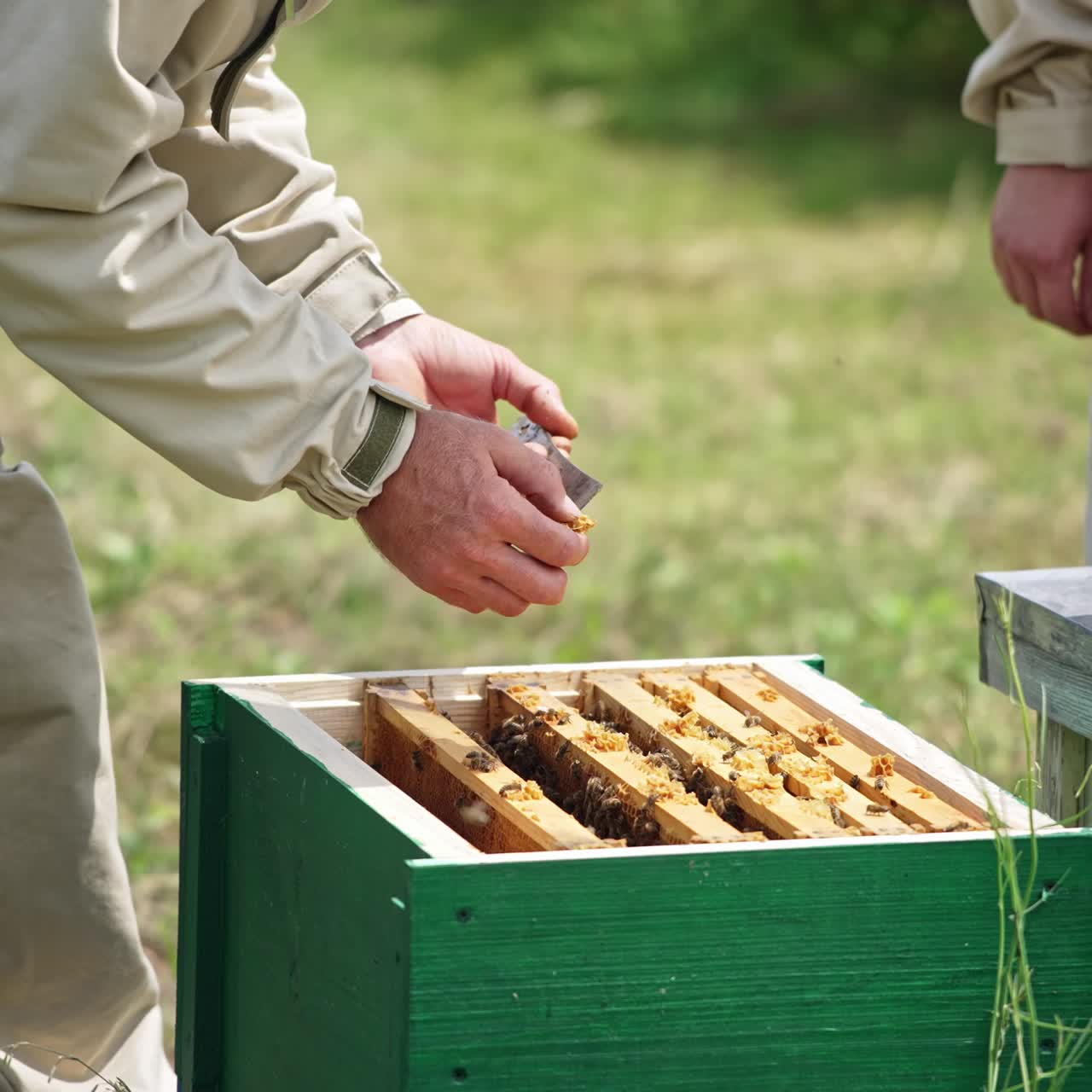 Man working at bee apiary. Close up of man working with bees in the apiary