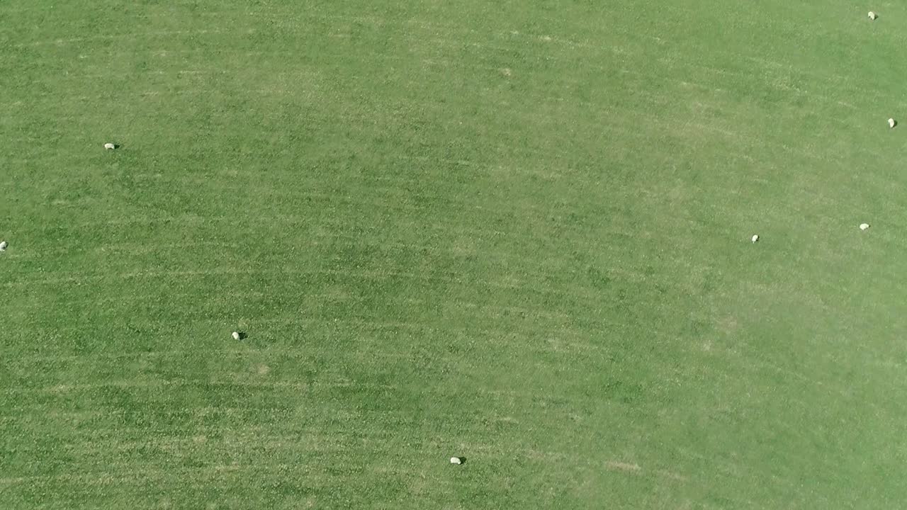 넓은 들판에서 사회적 거리를 두는 양의 하향식 보기