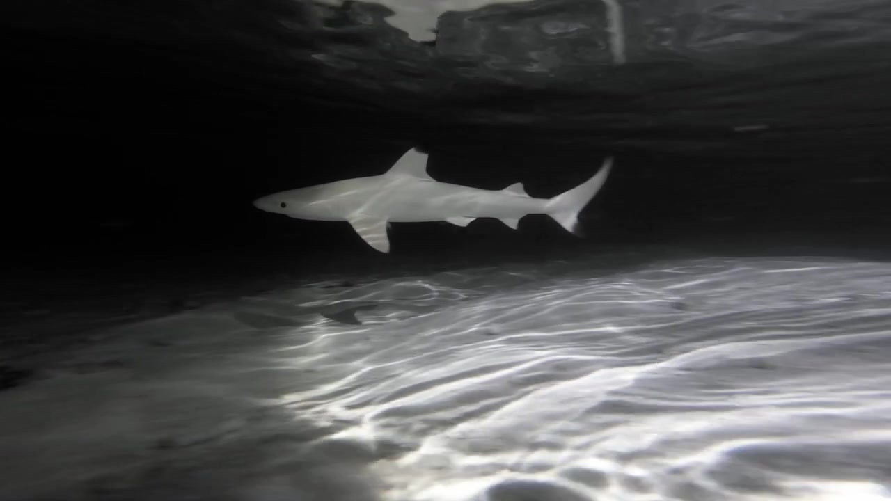 A blacktip reef shark swims through a shallow Maldivian lagoon at night, passing above a rippled sandy seabed as artificial light reveals its profile in dark water.