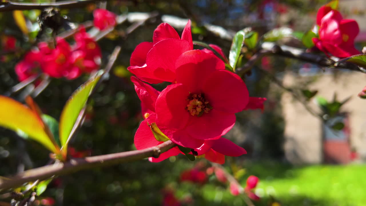impresionante primer plano: una flor roja vibrante que florece en un quince