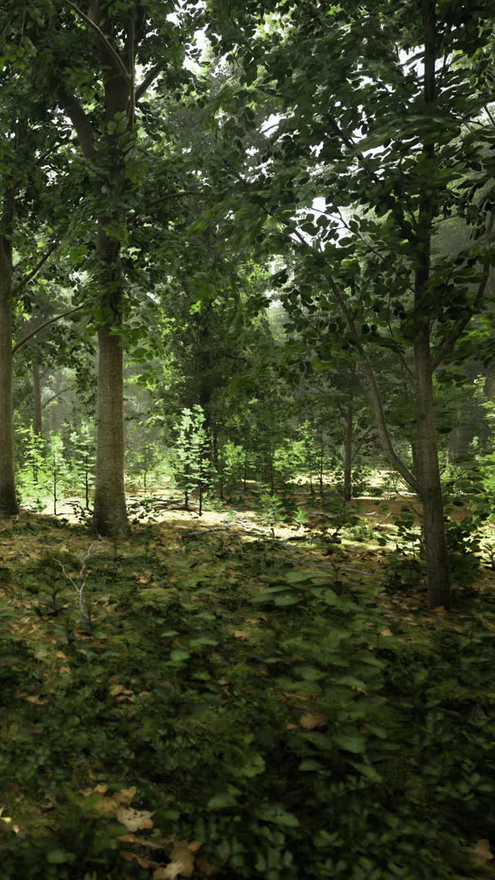 Scena nel bosco con la luce del sole che filtra attraverso gli alberi in un paesaggio verde.