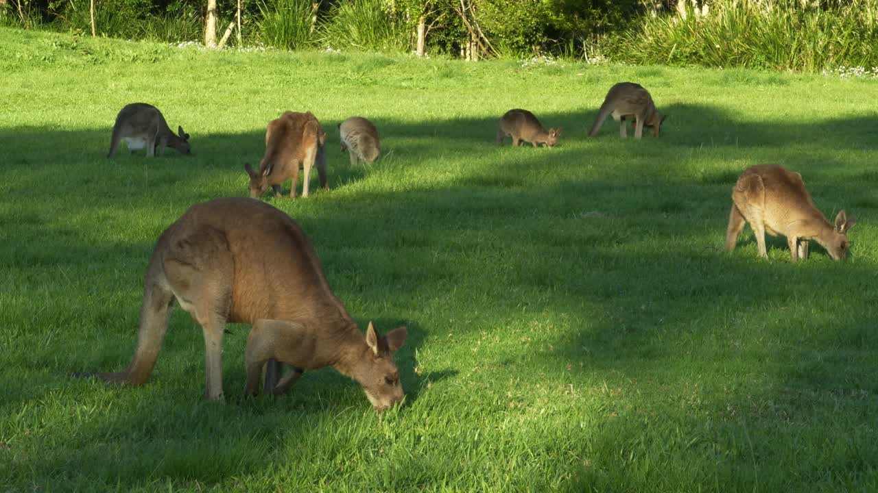 canguros grises del este pastando en queensland, australia - una foto amplia