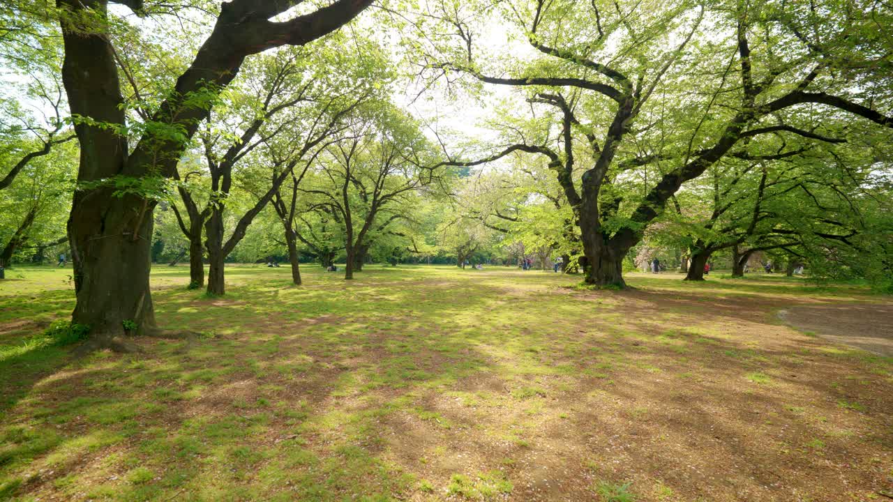 Bredt skud af træer i en smuk japansk park i Tokyo, Japan på en solrig dag
