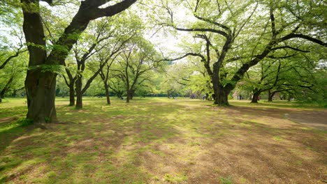 wide shot of trees in a beautiful japanese park in tokyo, japan on a sunny day