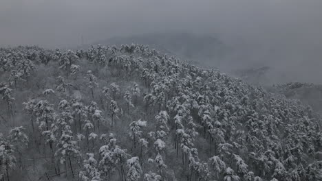 Imágenes-Aéreas-De-Vacaciones-De-Invierno-Del-Bosque-Nevado