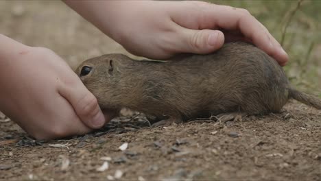 child feeding groundhog and petting it