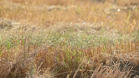 harvested rice