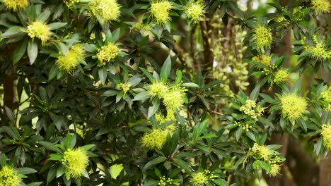 yellow flowers on a lush tree