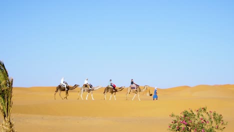 camel trip in sahara desert led by young tuareg-1