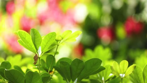 lush green leaves with colorful blurred background