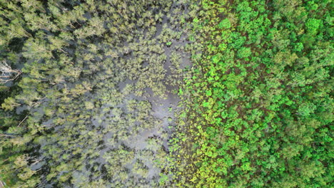 Aerial-drone-of-Forest-Flooded-With-Water-Reflecting-Cloudy-Sky-on-Vacant-Block-of-Rural-Estate,-Bird's-eye-view