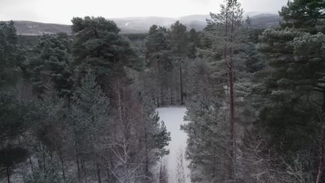 Filmische-Drohnenaufnahmen,-Die-Sich-Langsam-In-Das-Weiße,-Schneebedeckte-Blätterdach-Von-Waldkiefern-Senken,-Mit-Einem-Dramatischen-Sonnenaufgang-In-Den-Bergen-Im-Winter