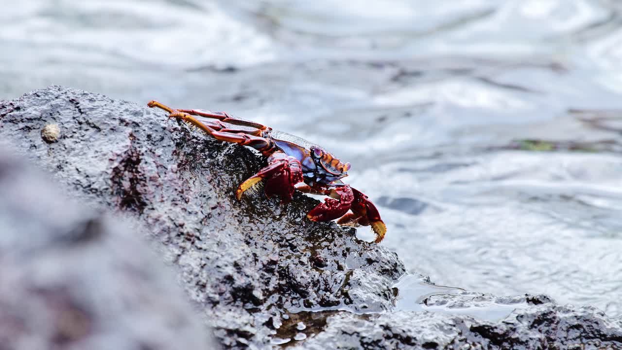 Sally Lightfoot crab Grapsus grapsus climbs lava rock as waves splash, Tenerife